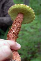 This strange reddish-brown shaggy stalk is the signature of the species. 